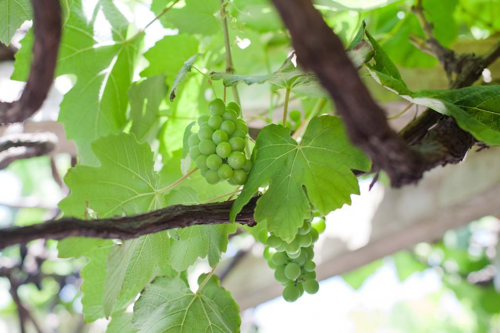 The Vineyard On Ballito Esterno foto